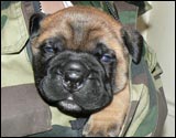 Puppies 1-3 weeks - Pennut 1-3 viikkoa